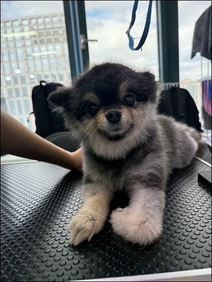 용인 애견미용학원 야간/주말반 직장인 수강 후기 — 사진 5