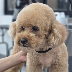 강아지 미용사 자격증 주말반 수업료 및 후기 — 사진 3