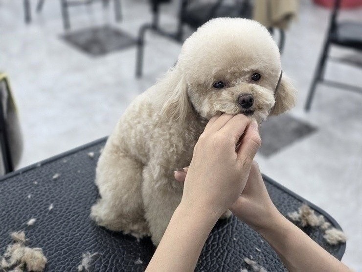 노원 애견미용학원, 주부 재취업 성공 후기 — 사진 10