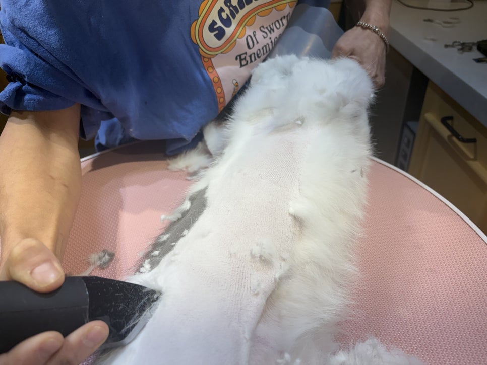 대구 단모종 고양이 미용, 코숏 털 관리 필수 이유 — 사진 7