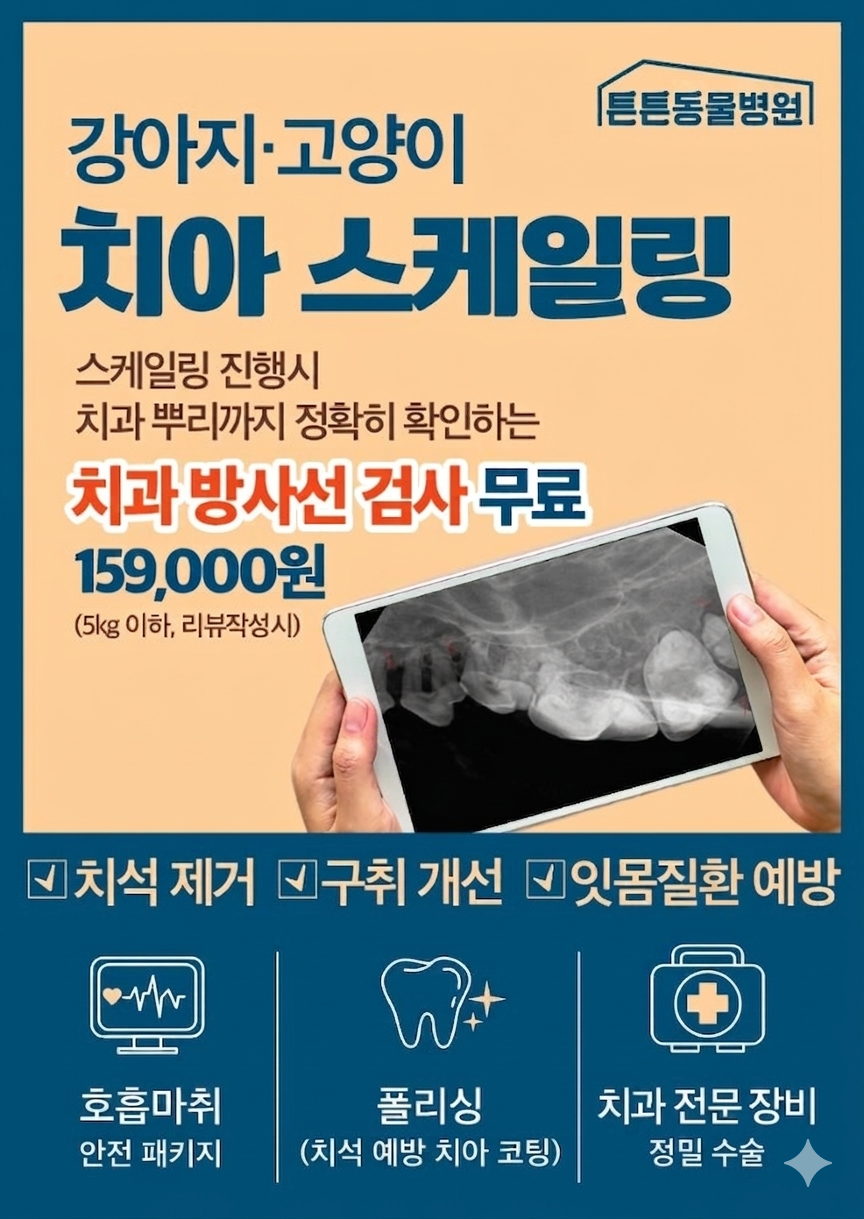 위례 강아지 치아 스케일링 비용 및 후기 — 사진 8