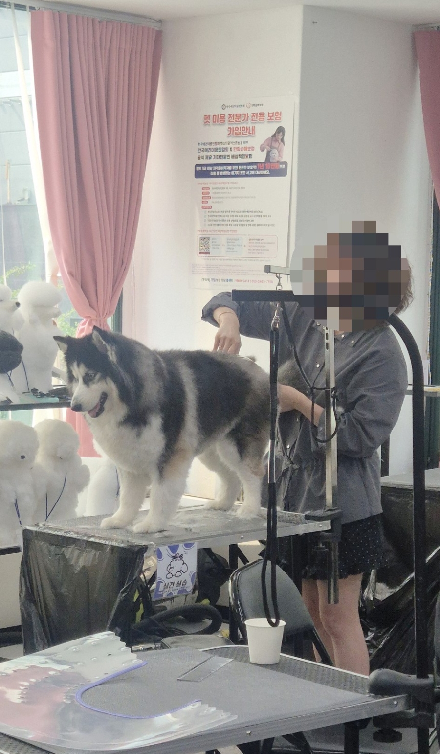 상동애견미용학원, 푸들 셀프미용 배우다 취업까지 생각한 후기 — 사진 2