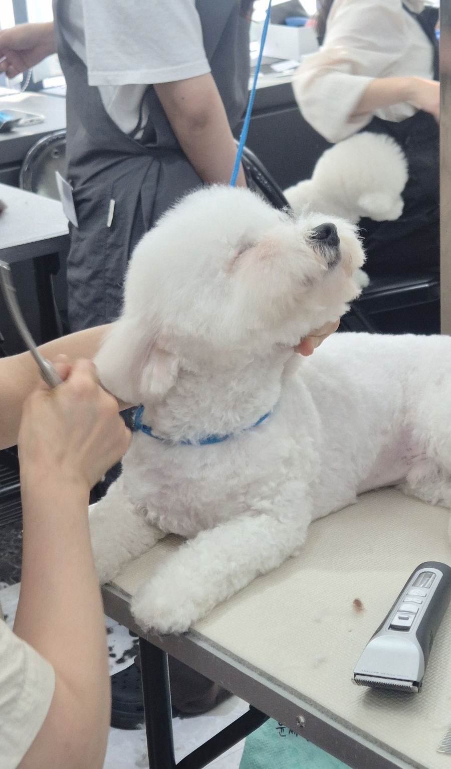 상동애견미용학원, 푸들 셀프미용 배우다 취업까지 생각한 후기 — 사진 11