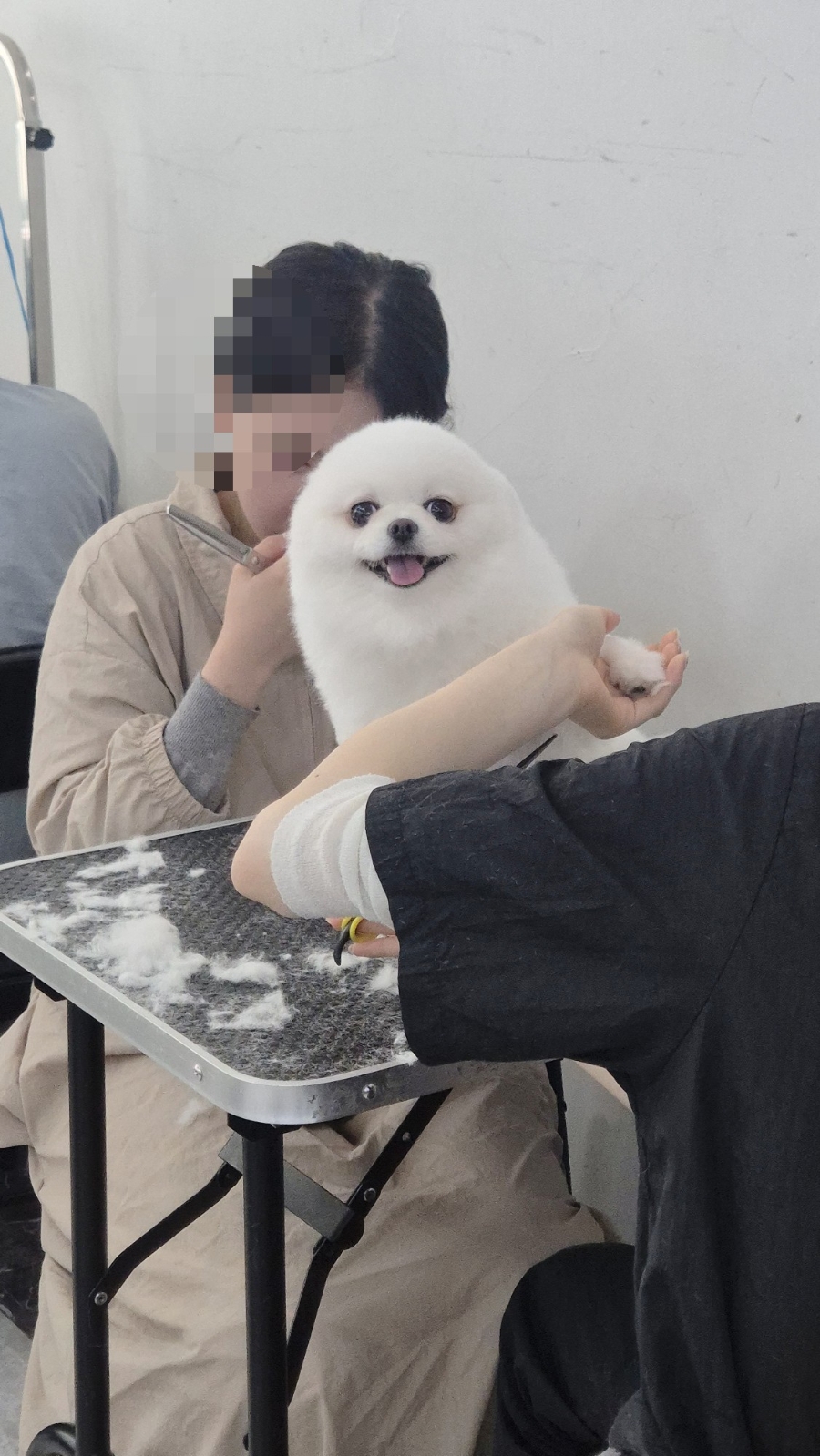 상동애견미용학원, 푸들 셀프미용 배우다 취업까지 생각한 후기 — 사진 12