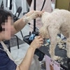 노원 애견미용학원, 주부 재취업 성공 후기 — 사진 11
