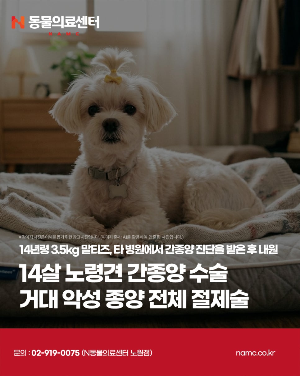 14세 말티즈 간종양 전체 절제술 성공 후기