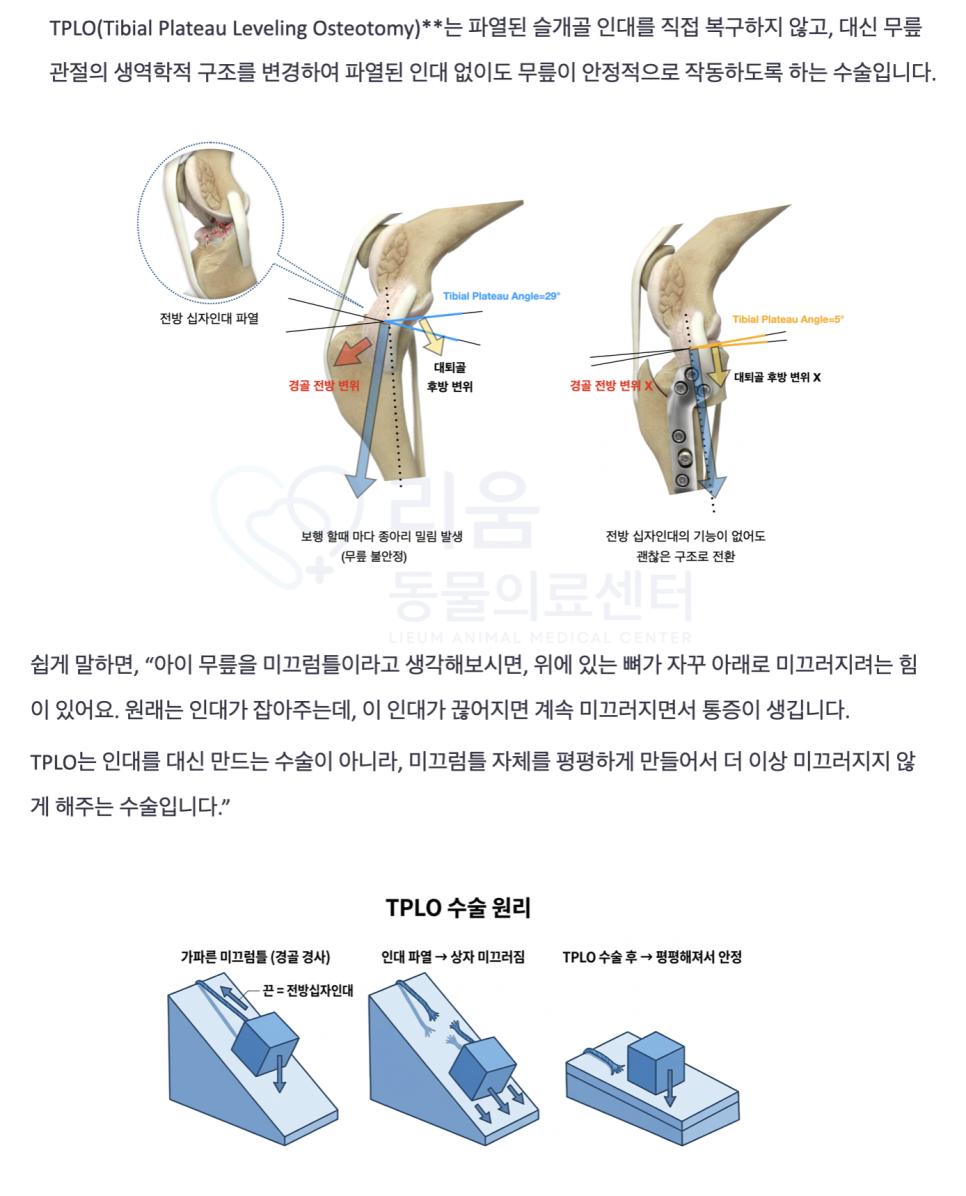 비숑 십자인대 파열 수술, TPLO 비용 및 회복 과정 — 사진 4