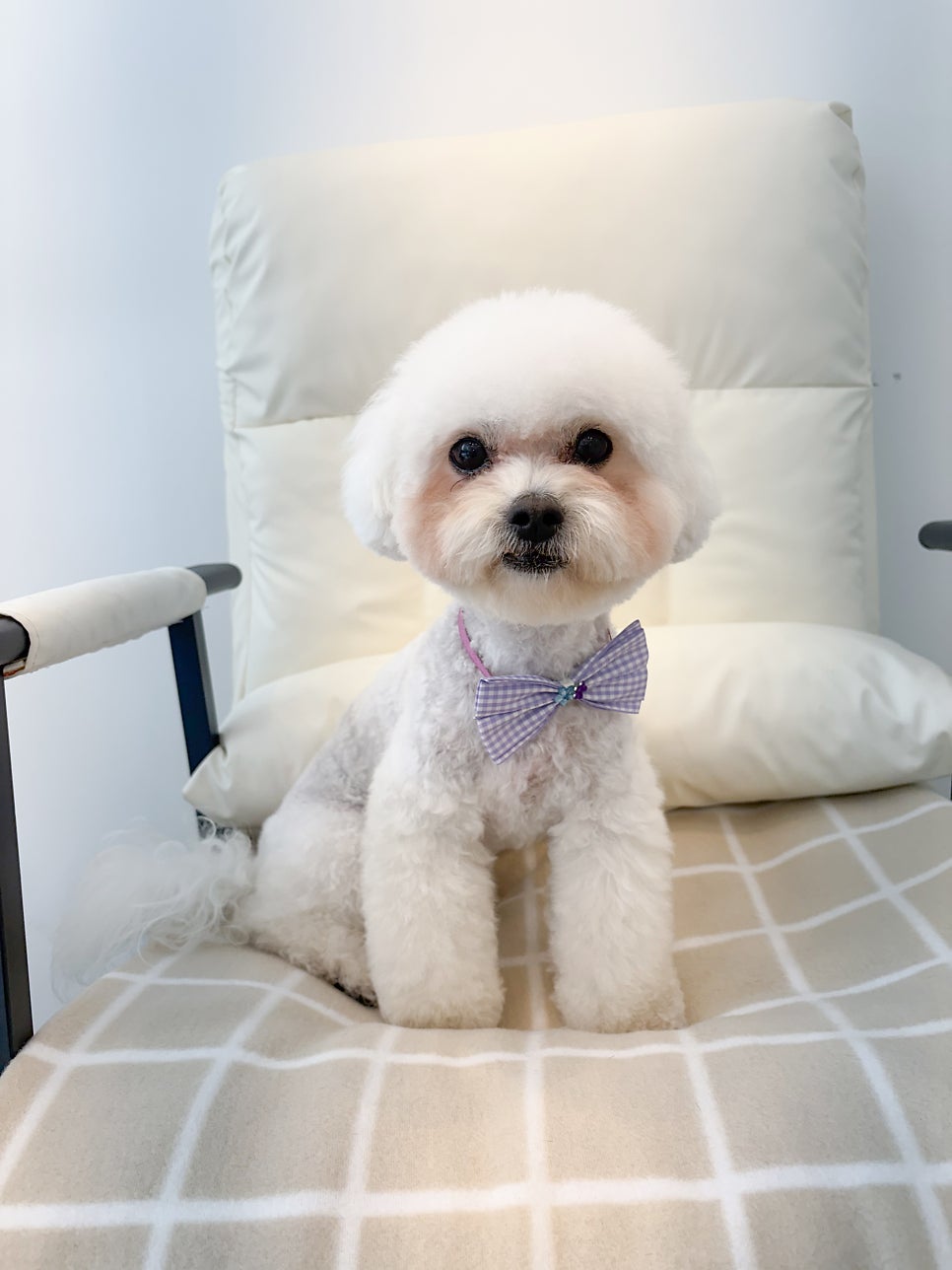 강아지 비숑 미용 주기와 비용, 아름답개에서 완벽하게! — 사진 2