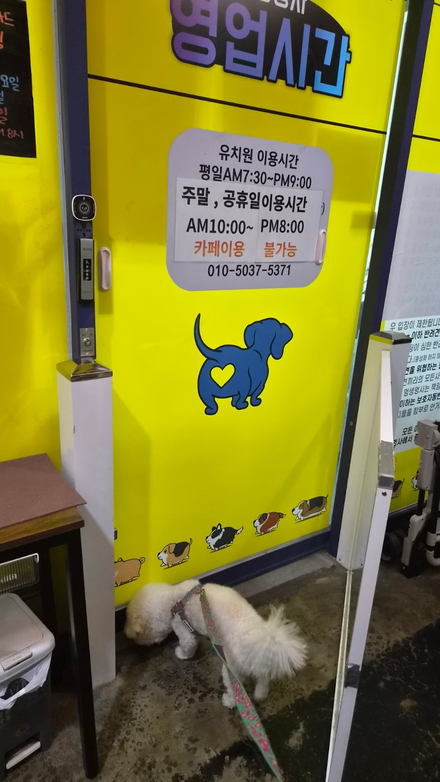 인천 굴포천 애견유치원 '멍생멍사' 데이케어 후기 — 사진 4