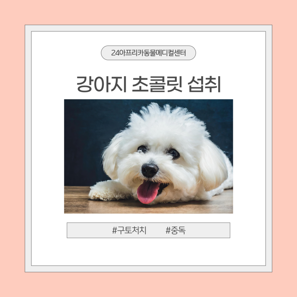 강아지 초콜릿 중독, 대전 24시 동물병원 응급처치 비용과 후기