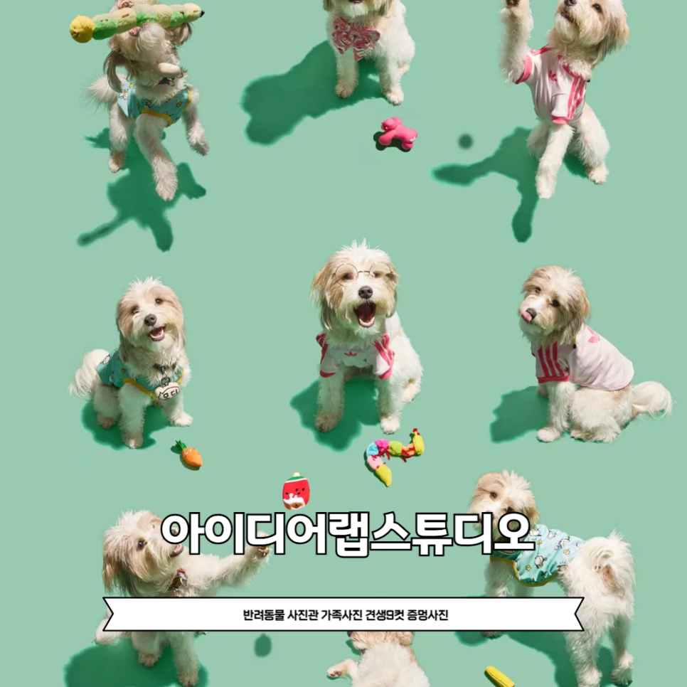 서울 강아지 사진관 견생9컷 촬영 비용 및 후기