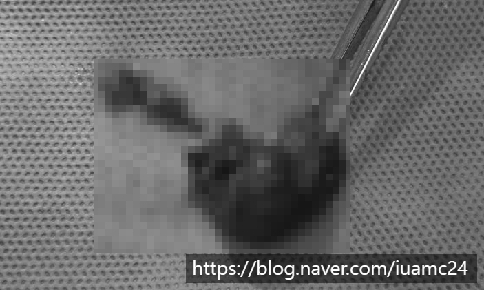 의정부 강아지 침샘낭종 수술 비용 및 회복 과정 안내 — 사진 7