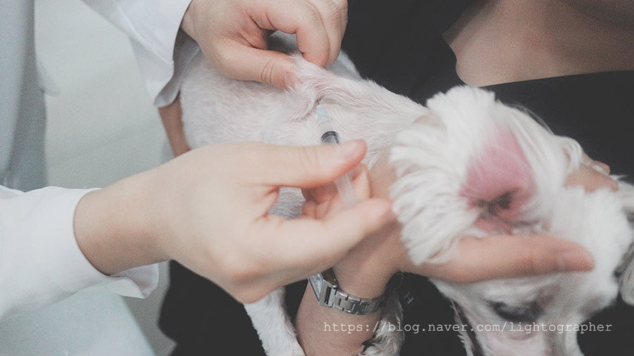 송파 아스펜동물의료센터 펫소좀 치료 후기 및 비용 안내 — 사진 12