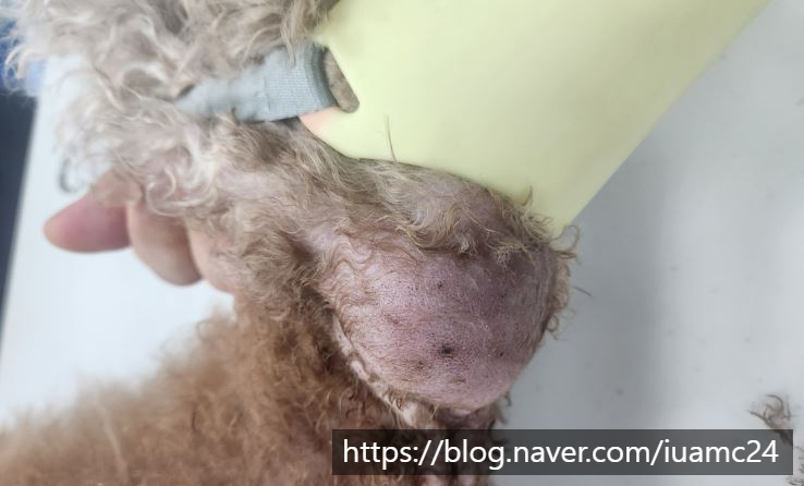 의정부 강아지 침샘낭종 수술 비용 및 회복 과정 안내 — 사진 3