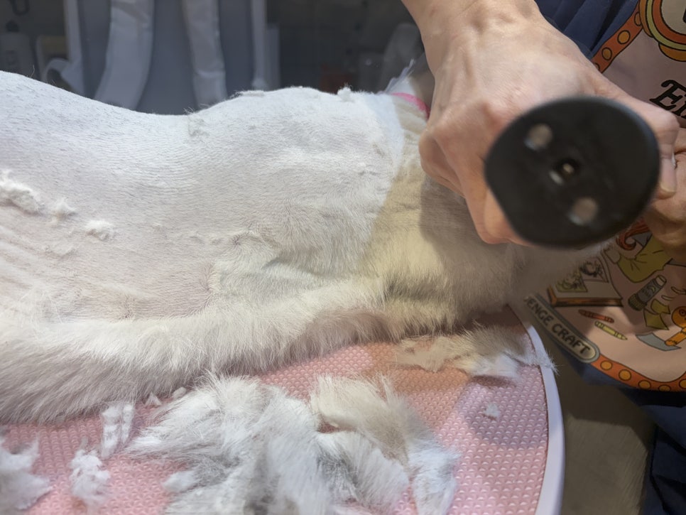대구 고양이 무마취 미용, 브리티쉬 숏헤어 전문 오묘 — 사진 7