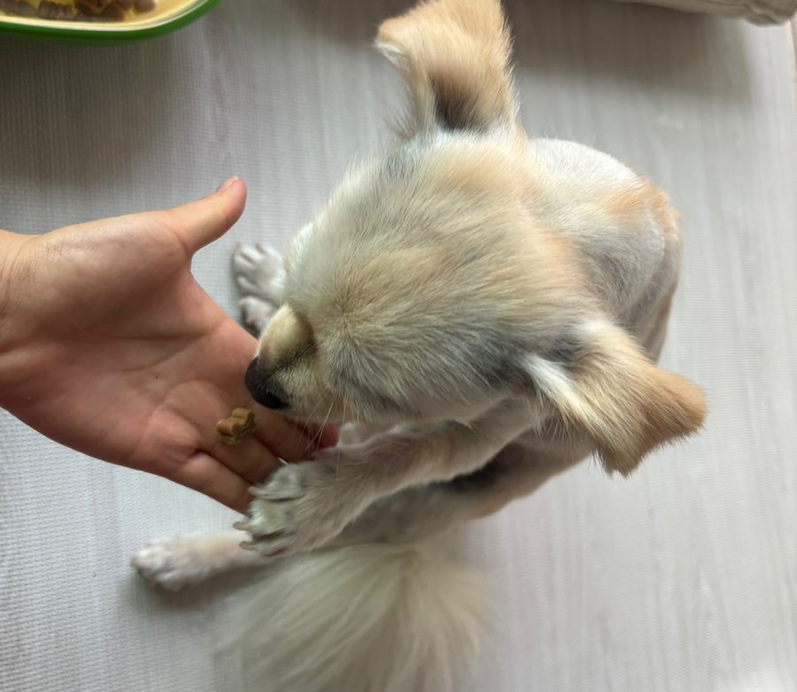 다이소 멍뭉케어 강아지 영양제, 가성비 관절·피부 간식 후기 — 사진 6