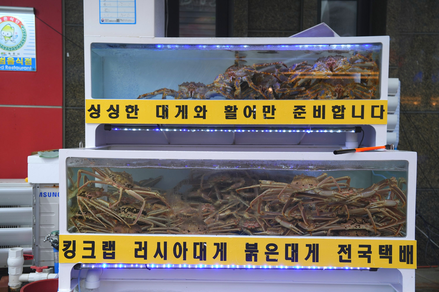 속초 애견동반 대게 맛집 대포리, 바다뷰와 10% 할인 팁 — 사진 6