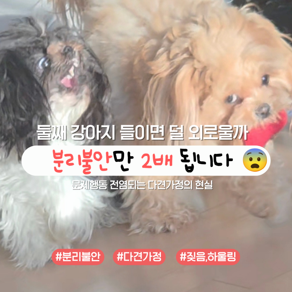 다견가정 강아지 분리불안 전염과 하울링, 켄넬 훈련으로 해결