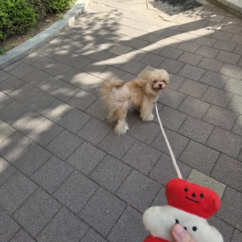 다견가정 강아지 분리불안 전염과 하울링, 켄넬 훈련으로 해결 — 사진 2