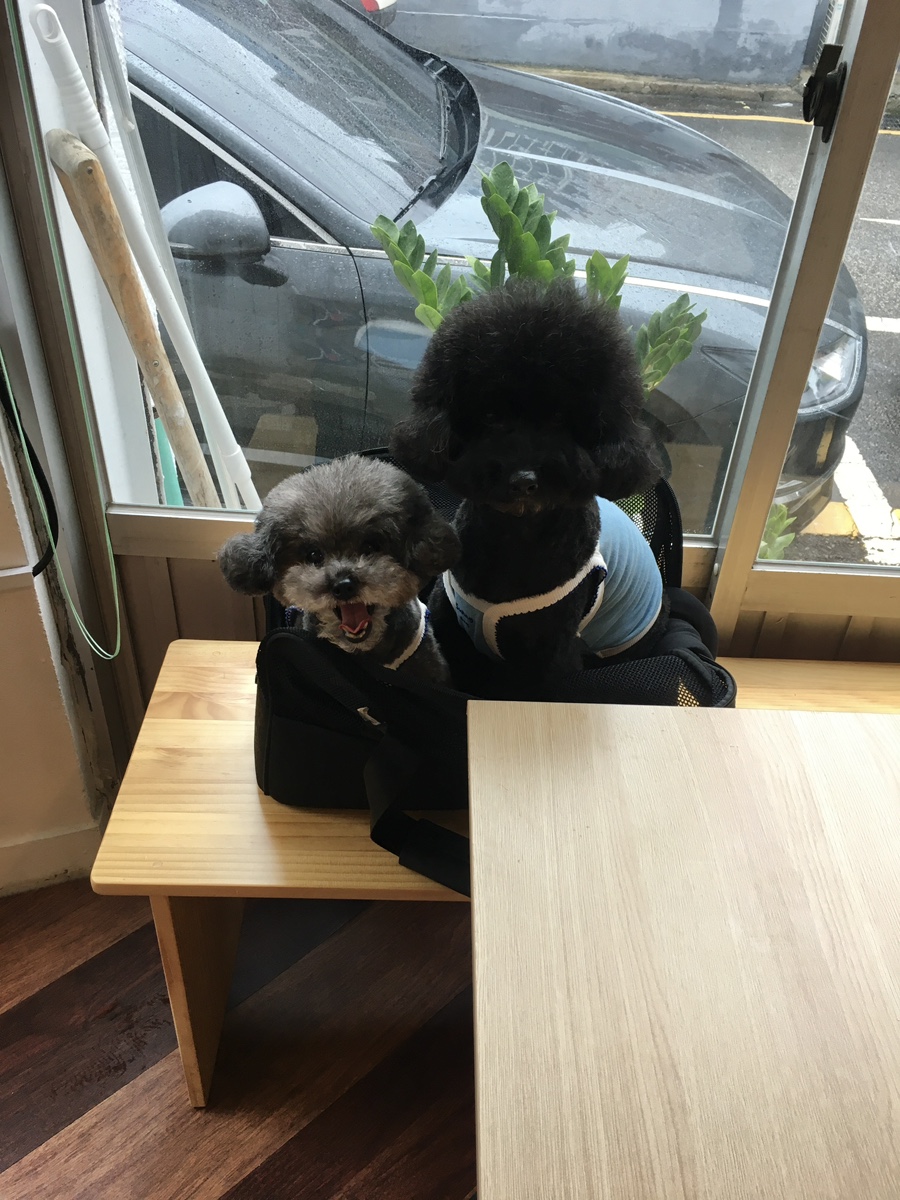 수원 애견동반카페 스틸웜, 수제 디저트 맛집 후기 — 사진 2