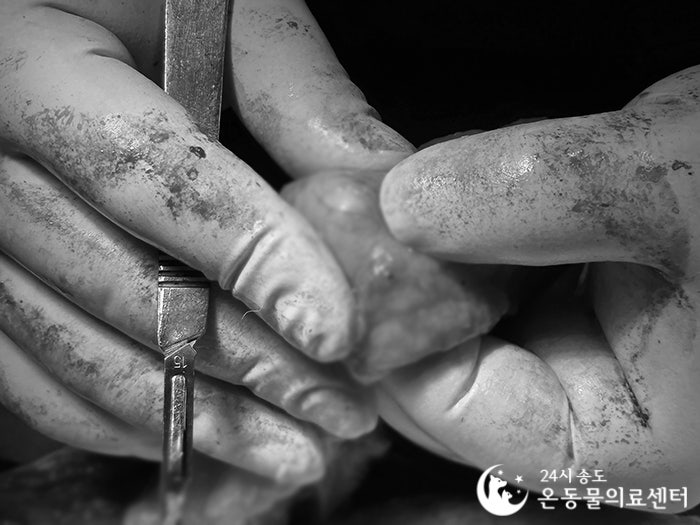 8살 시베리안 허스키 유선종양 중성화 수술 비용 및 후기 — 사진 11