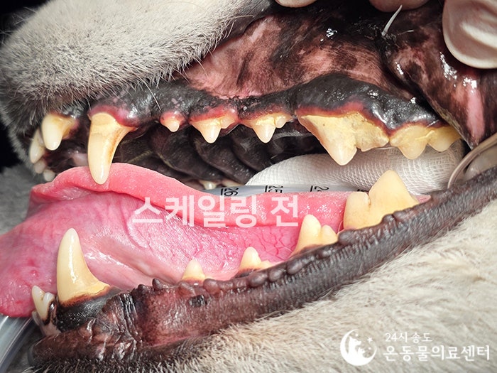 8살 시베리안 허스키 유선종양 중성화 수술 비용 및 후기 — 사진 16