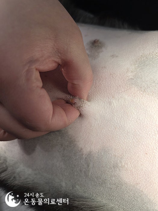 8살 시베리안 허스키 유선종양 중성화 수술 비용 및 후기 — 사진 4