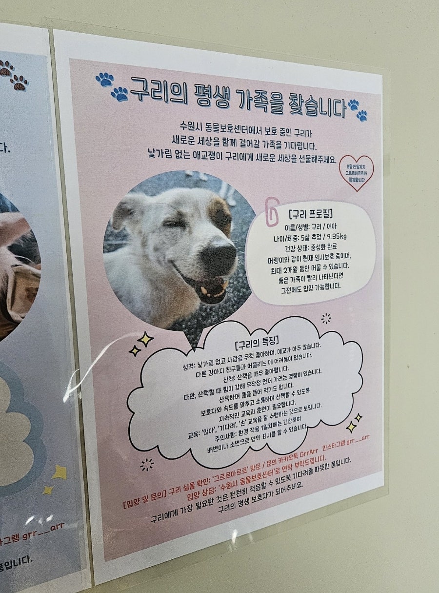 의왕 애견카페 그르르아르르: 수원 실내 강아지 놀이터 후기 — 사진 4