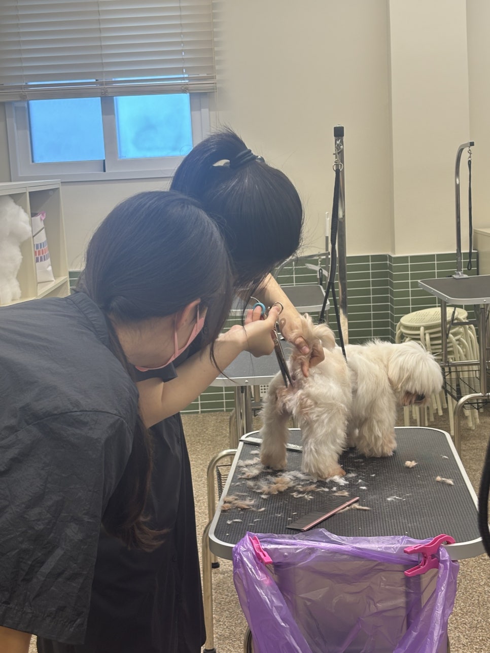 부평 강아지 미용, 보호자가 직접 배우면 좋은 이유 5가지 — 사진 3