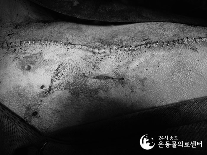 8살 시베리안 허스키 유선종양 중성화 수술 비용 및 후기 — 사진 15
