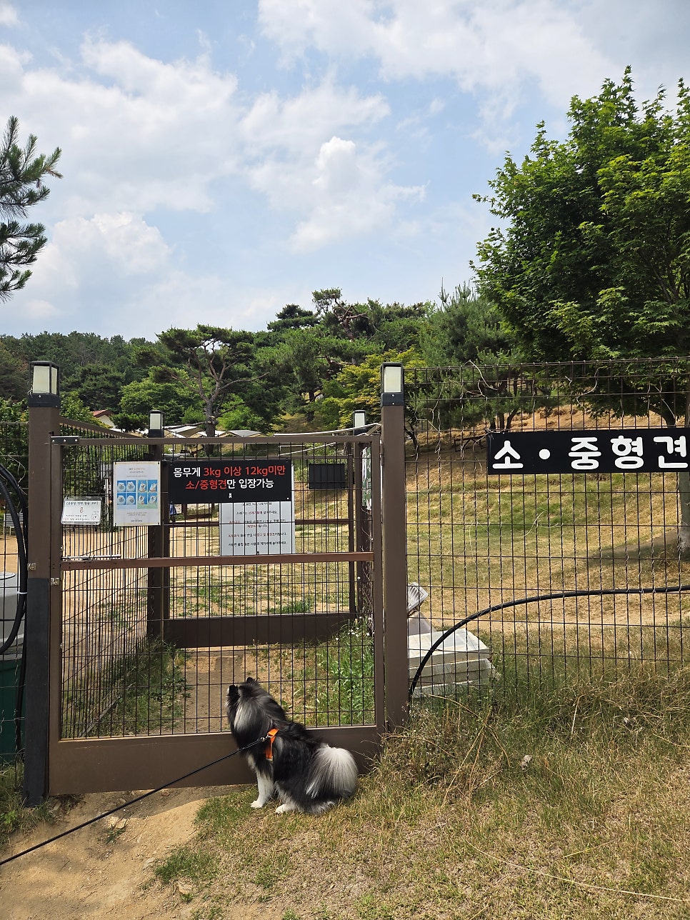 용인 테일45 애견운동장, 5000평 규모 프라이빗존 후기 — 사진 3