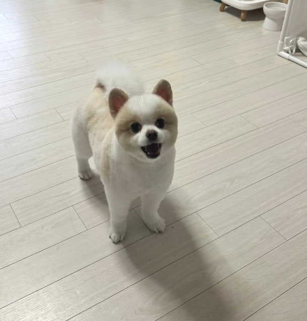 대구 강아지 곰돌이컷 미용 후기: 몽까듀 비용 및 과정 — 사진 5