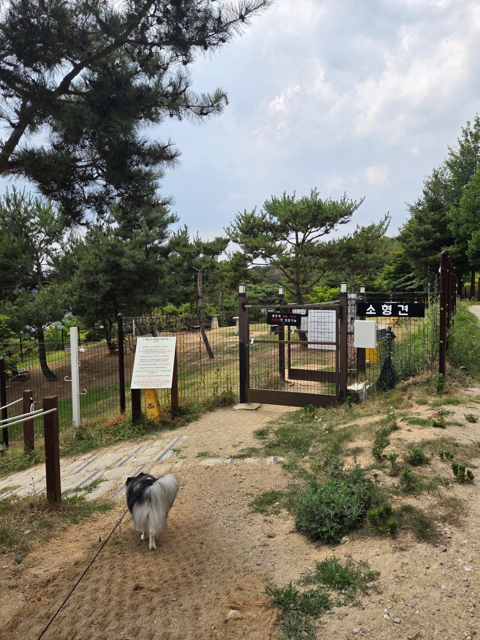 용인 테일45 애견운동장, 5000평 규모 프라이빗존 후기 — 사진 2