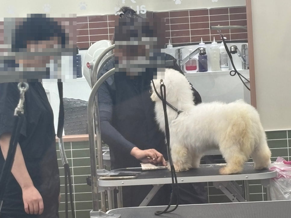 부평 강아지 미용, 보호자가 직접 배우면 좋은 이유 5가지 — 사진 2