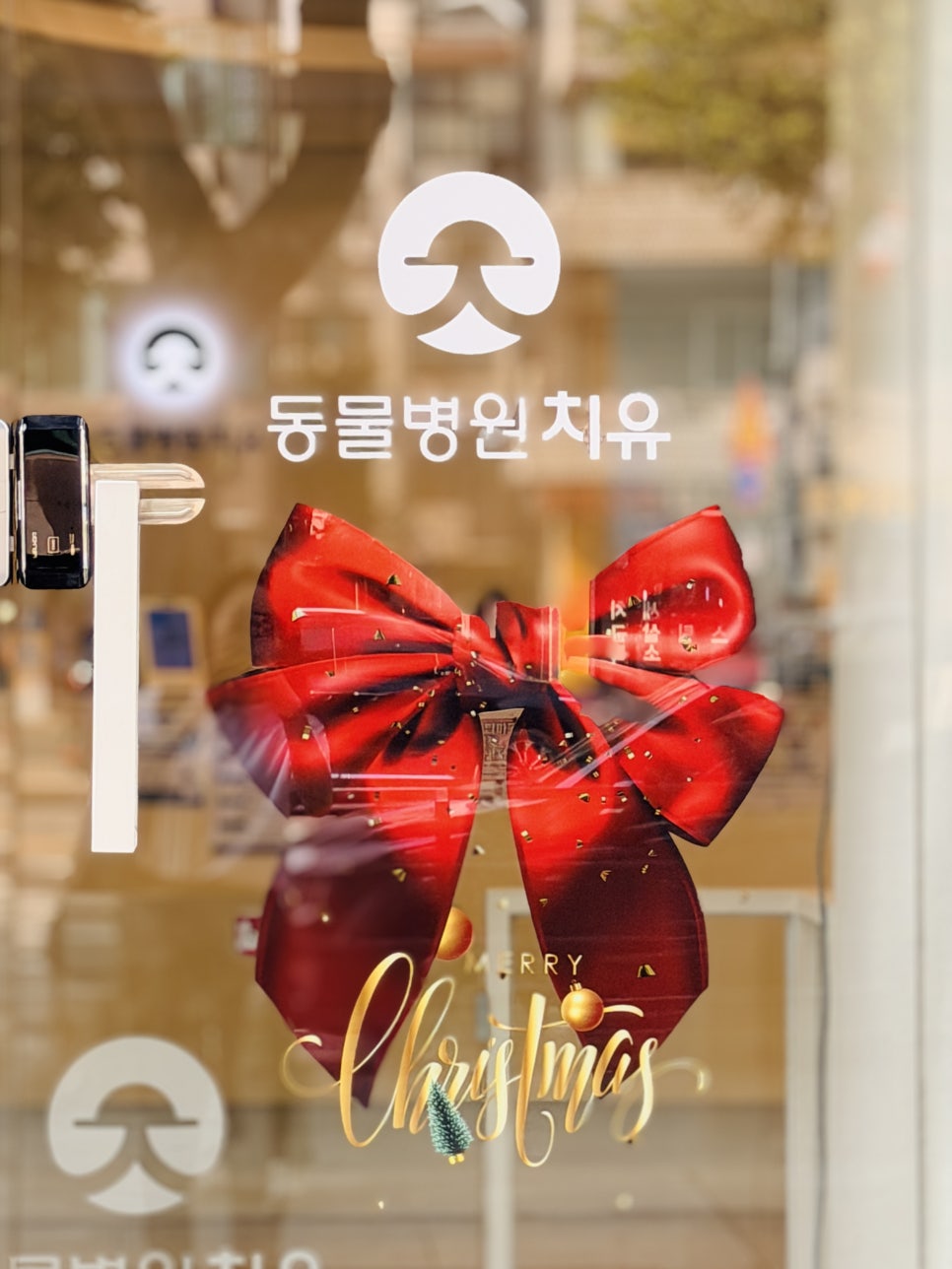 강아지 디스크 크라이오 치료, 도곡치유 동물병원 비용 및 후기 — 사진 3