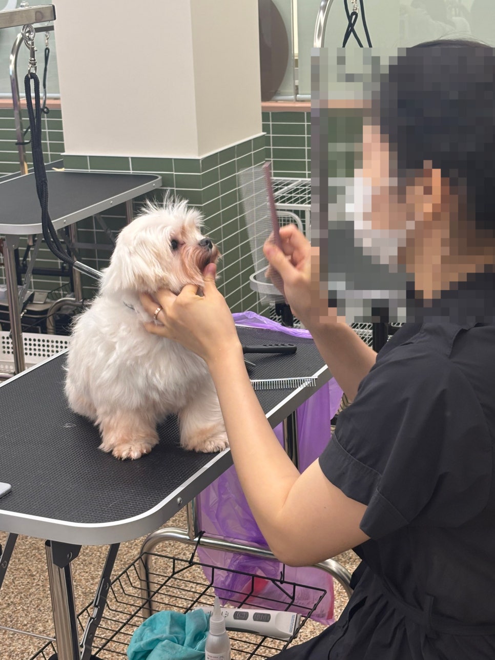 부평 강아지 미용, 보호자가 직접 배우면 좋은 이유 5가지 — 사진 5