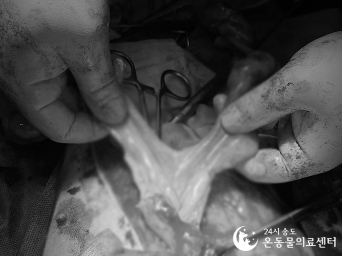 8살 시베리안 허스키 유선종양 중성화 수술 비용 및 후기 — 사진 12