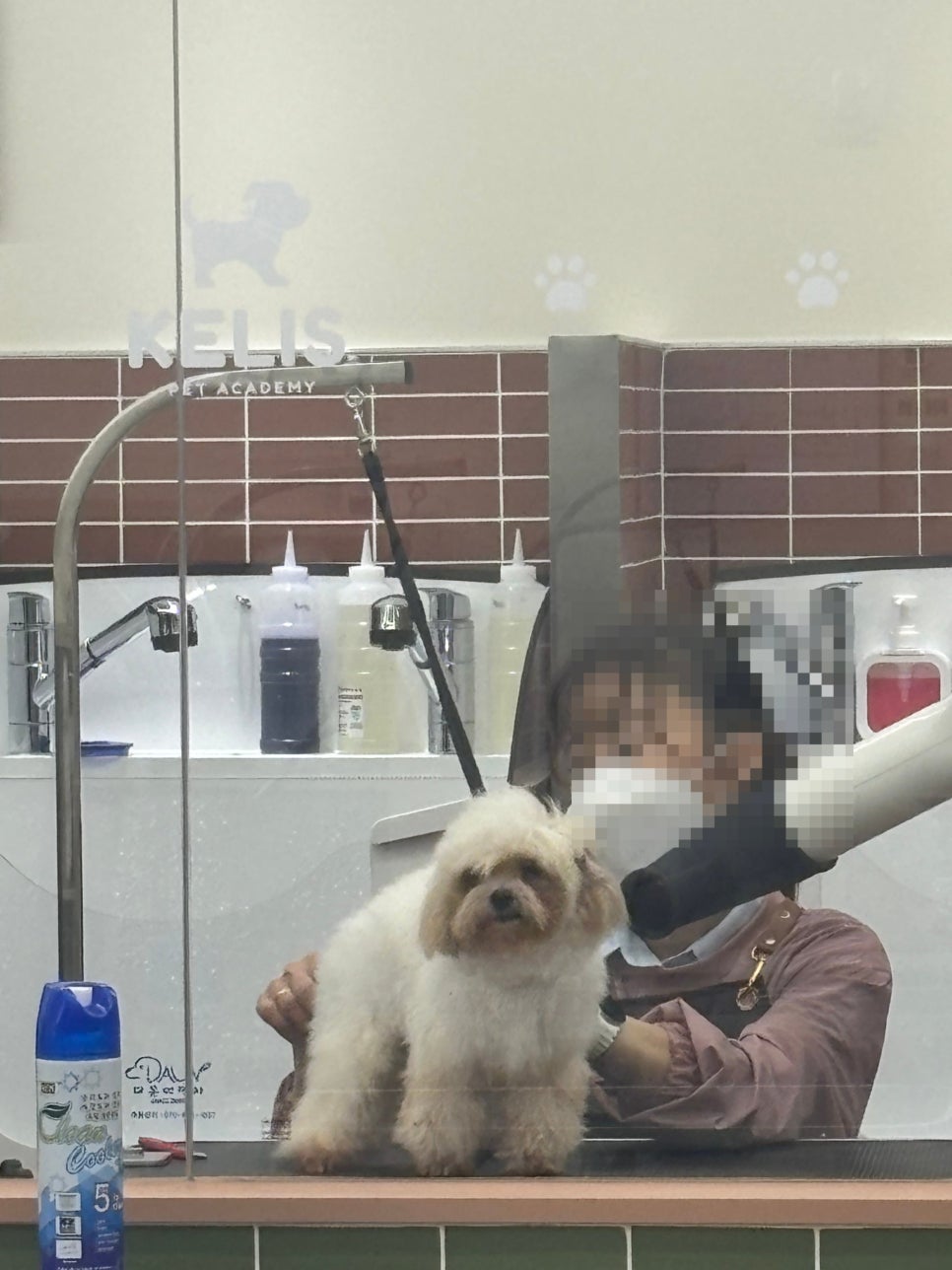 부평 강아지 미용, 보호자가 직접 배우면 좋은 이유 5가지 — 사진 4