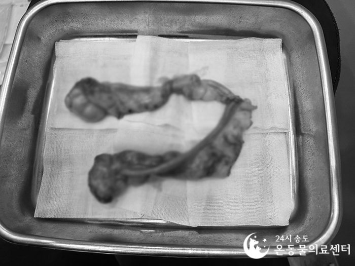 8살 시베리안 허스키 유선종양 중성화 수술 비용 및 후기 — 사진 13