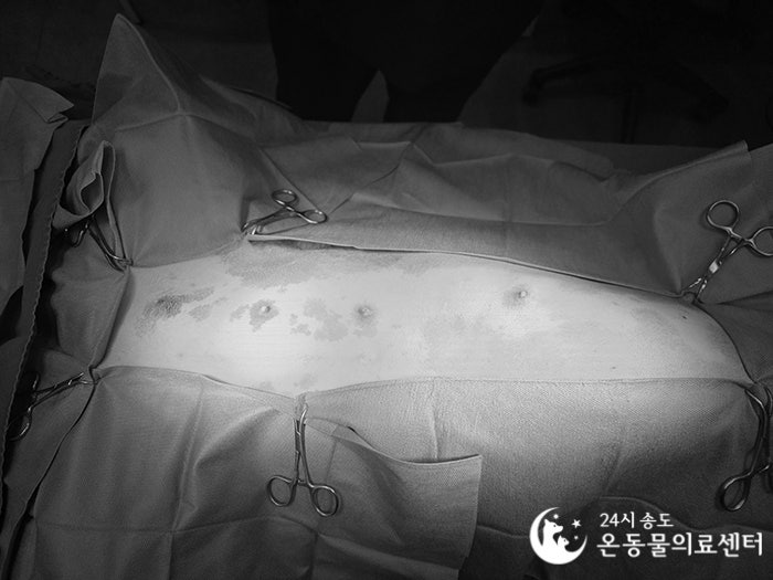 8살 시베리안 허스키 유선종양 중성화 수술 비용 및 후기 — 사진 10