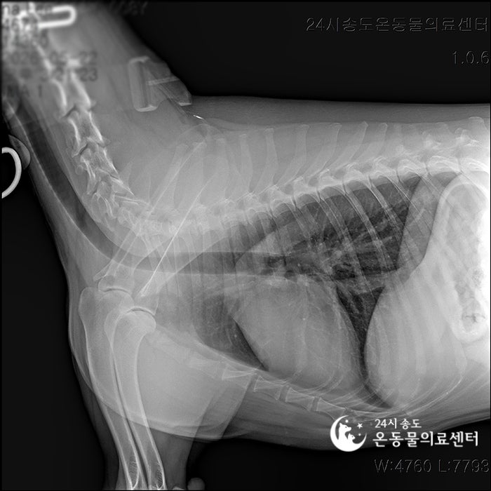 8살 시베리안 허스키 유선종양 중성화 수술 비용 및 후기 — 사진 8