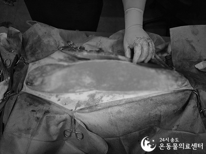 8살 시베리안 허스키 유선종양 중성화 수술 비용 및 후기 — 사진 14