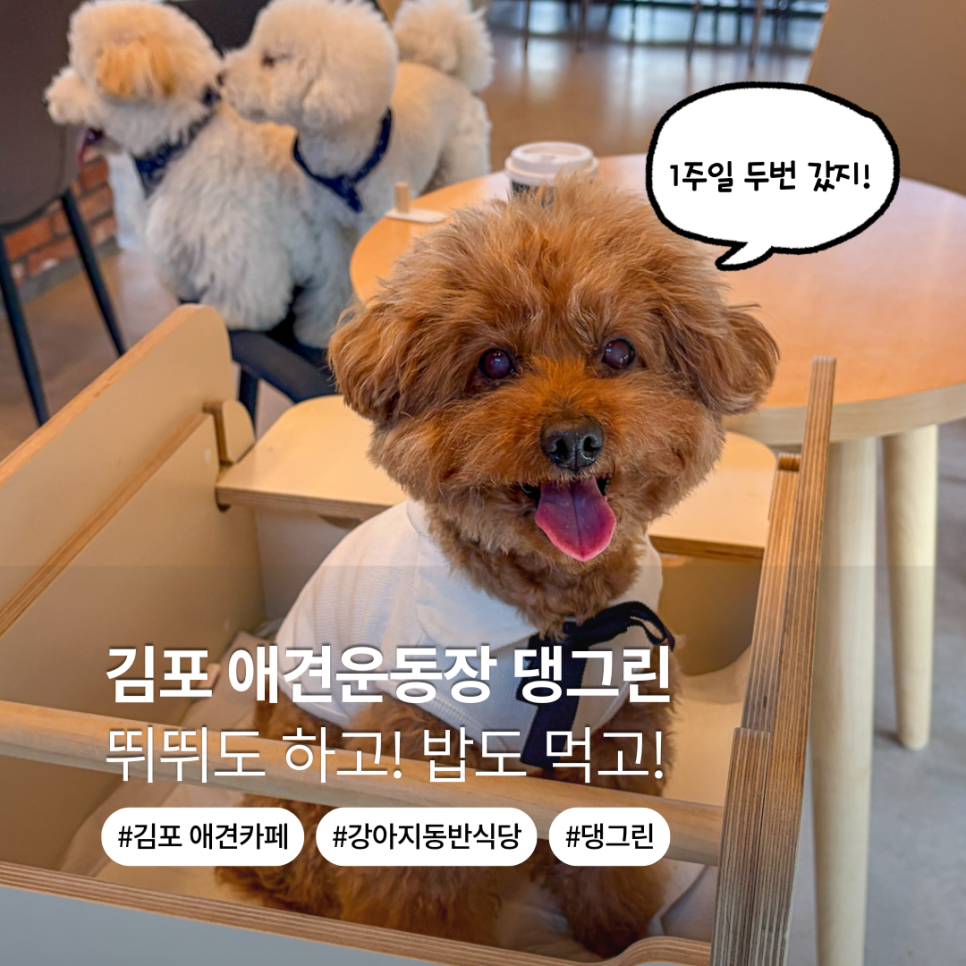 김포 애견운동장 댕그린: 천연 잔디와 동반 식당 완벽 조화