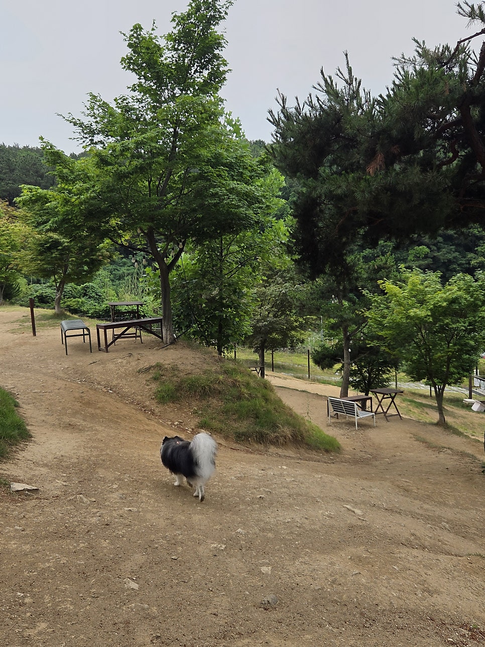 용인 테일45 애견운동장, 5000평 규모 프라이빗존 후기 — 사진 4