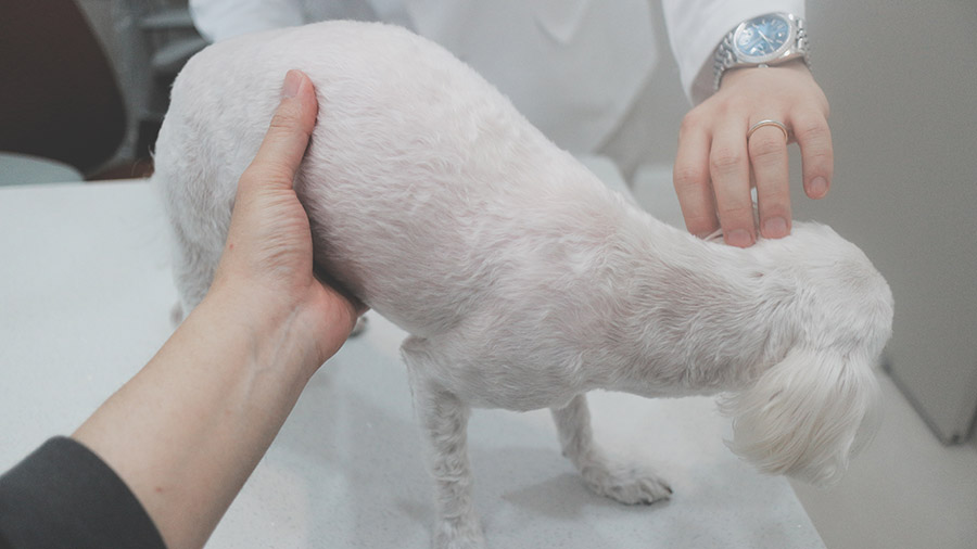 송파 아스펜동물의료센터 펫소좀 치료 후기 및 비용 안내 — 사진 2