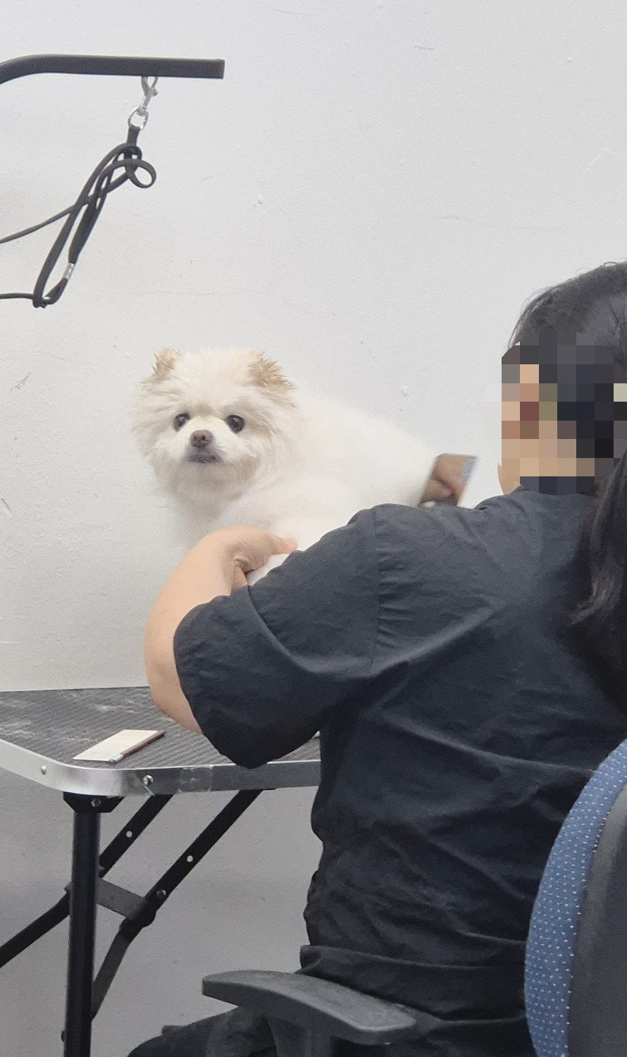부평 애견미용학원, 실습 중심 교육기관 선택 가이드 — 사진 4