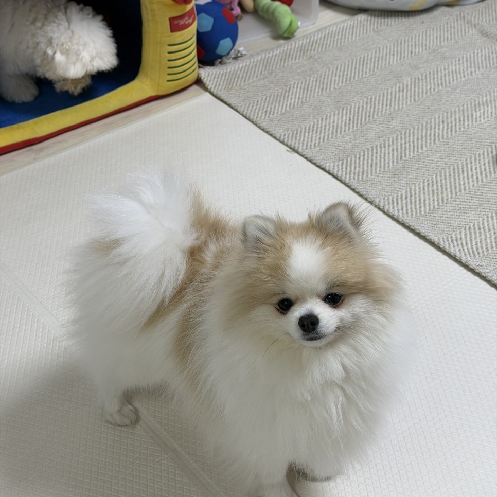 대전 포메라니안 고관절 수술 비용 및 수중재활 후기 — 사진 7
