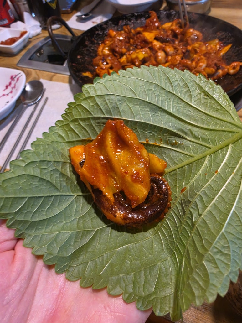 서해쭈꾸미 사진 4