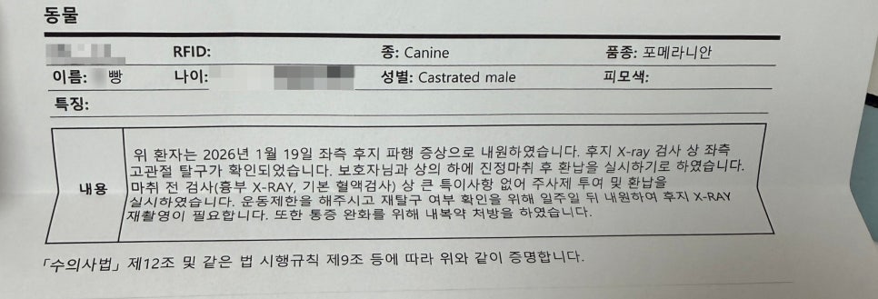 대전 포메라니안 고관절 수술 비용 및 수중재활 후기 — 사진 4