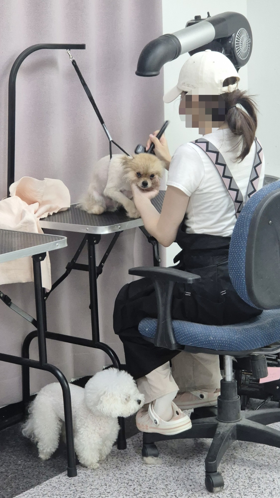 부평 애견미용학원, 실습 중심 교육기관 선택 가이드 — 사진 3